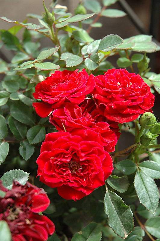 Red Sunblaze Rose (Rosa 'Meirutral') at Plants Unlimited