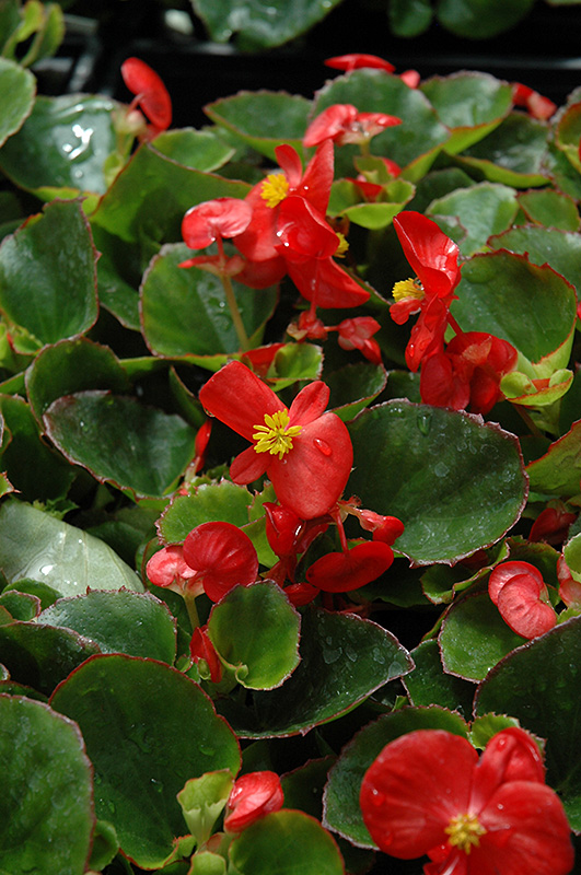 Super Olympia Red Begonia (Begonia 'Super Olympia Red') at Plants Unlimited