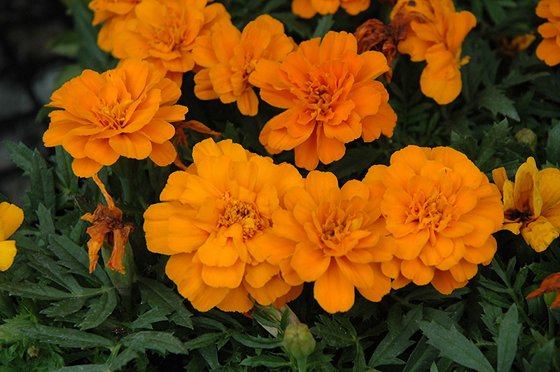 Durango Tangerine Marigold (Tagetes patula 'Durango Tangerine') at Plants Unlimited