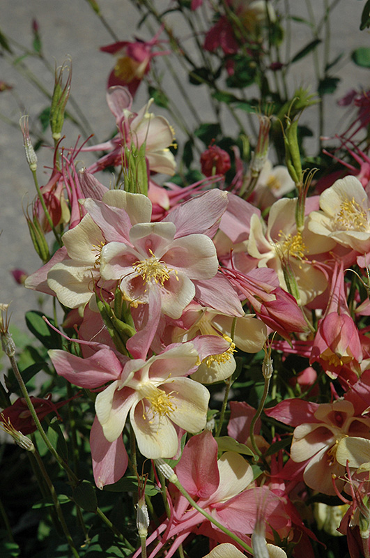 Swan Pink and Yellow Columbine (Aquilegia 'Swan Pink and Yellow') at Plants Unlimited