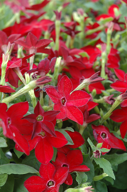Starmaker Bright Red Flowering Tobacco (Nicotiana 'Starmaker Bright Red') at Plants Unlimited