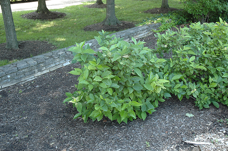Athens Sweetshrub (Calycanthus floridus 'Athens') at Plants Unlimited
