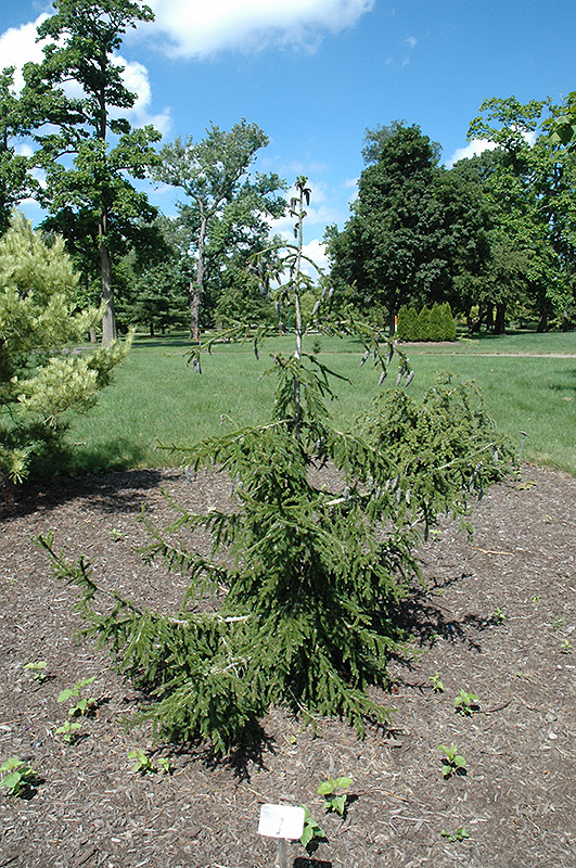 Gowdy Oriental Spruce (Picea orientalis 'Gowdy') at Plants Unlimited