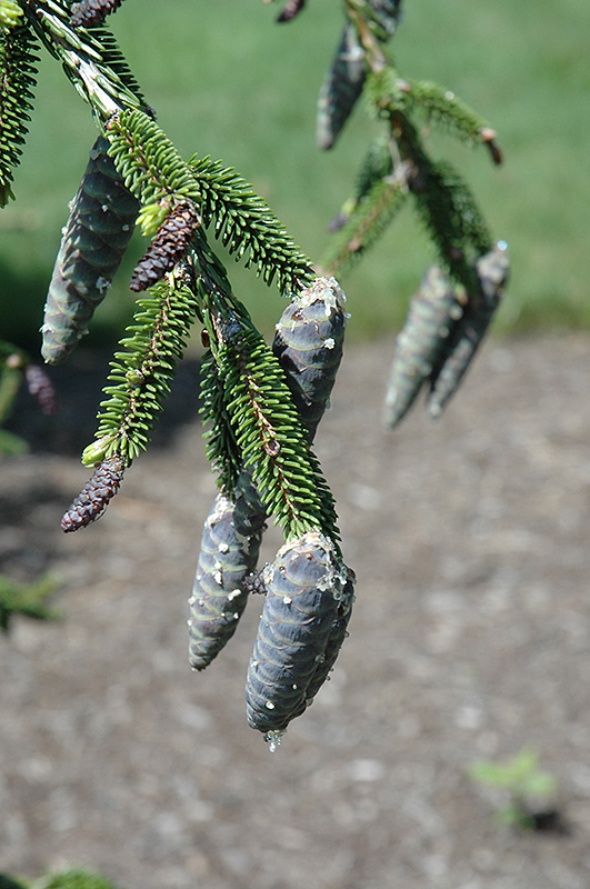 Gowdy Oriental Spruce (Picea orientalis 'Gowdy') at Plants Unlimited