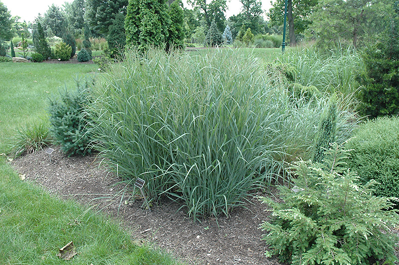 Heavy Metal Blue Switch Grass (Panicum virgatum 'Heavy Metal') at Plants Unlimited