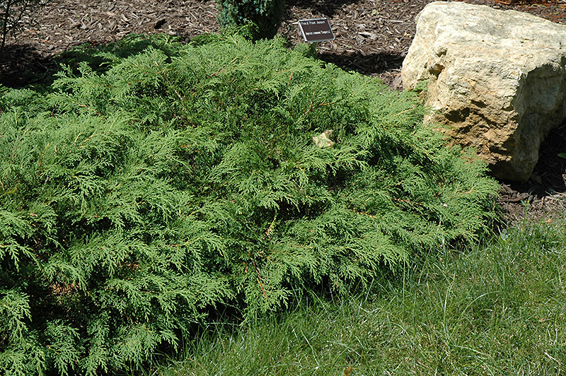 Russian Cypress (Microbiota decussata) at Plants Unlimited