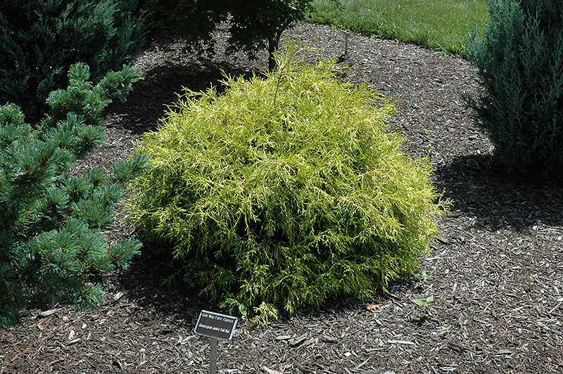 Golden Mop Falsecypress (Chamaecyparis pisifera 'Golden Mop') at Plants Unlimited