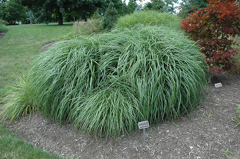 Adagio Maiden Grass (Miscanthus sinensis 'Adagio') at Plants Unlimited