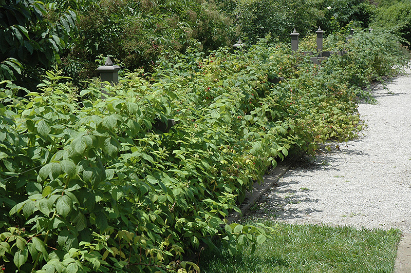 Heritage Raspberry (Rubus 'Heritage') at Plants Unlimited