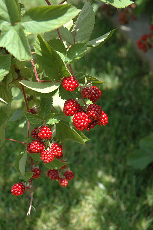 Heritage Raspberry (Rubus 'Heritage') at Plants Unlimited