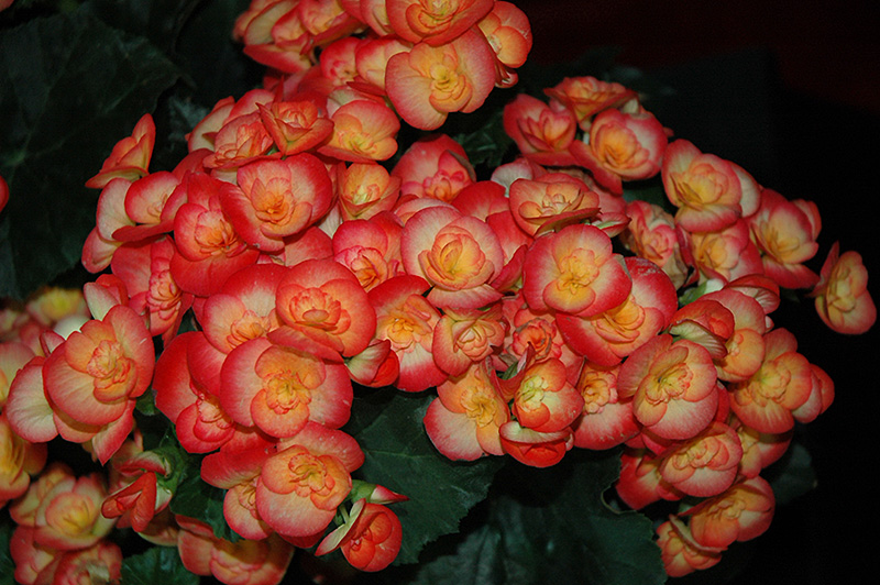 Carneval Begonia (Begonia x hiemalis 'Carneval') at Plants Unlimited