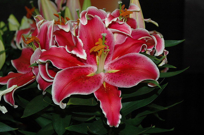 After Eight Lily (Lilium 'After Eight') at Plants Unlimited