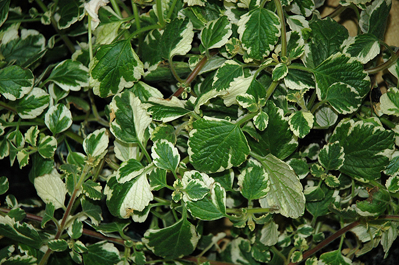 White Surf Plectranthus (Plectranthus 'White Surf') at Plants Unlimited