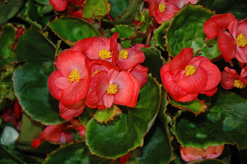 Sprint Red Begonia (Begonia 'Sprint Red') at Plants Unlimited