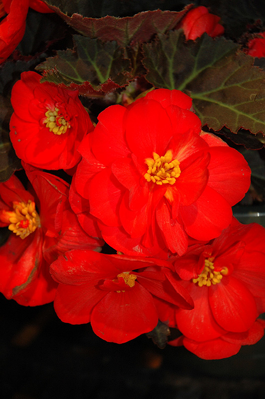 Nonstop Mocca Scarlet Begonia (Begonia 'Nonstop Mocca Scarlet') at Plants Unlimited
