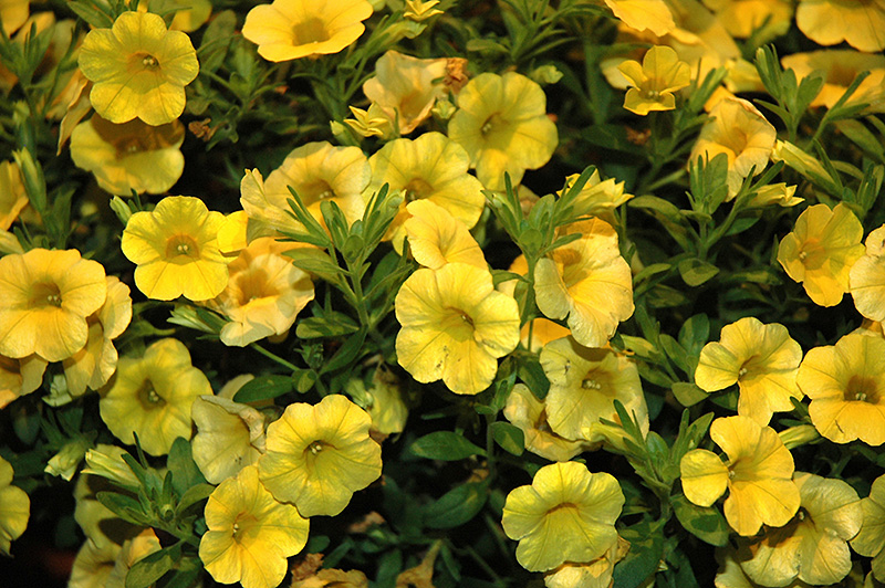Callie Yellow Calibrachoa (Calibrachoa 'Callie Yellow') at Plants Unlimited