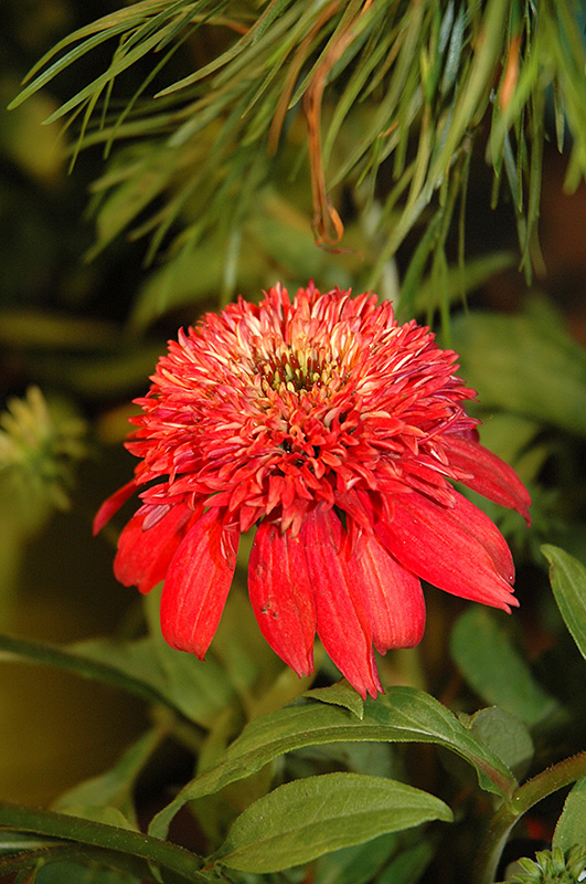 Double Scoop Cranberry Coneflower (Echinacea 'Balscanery') at Plants Unlimited
