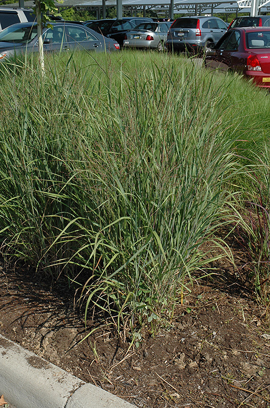 Ruby Ribbons Switch Grass (Panicum virgatum 'Ruby Ribbons') at Plants Unlimited
