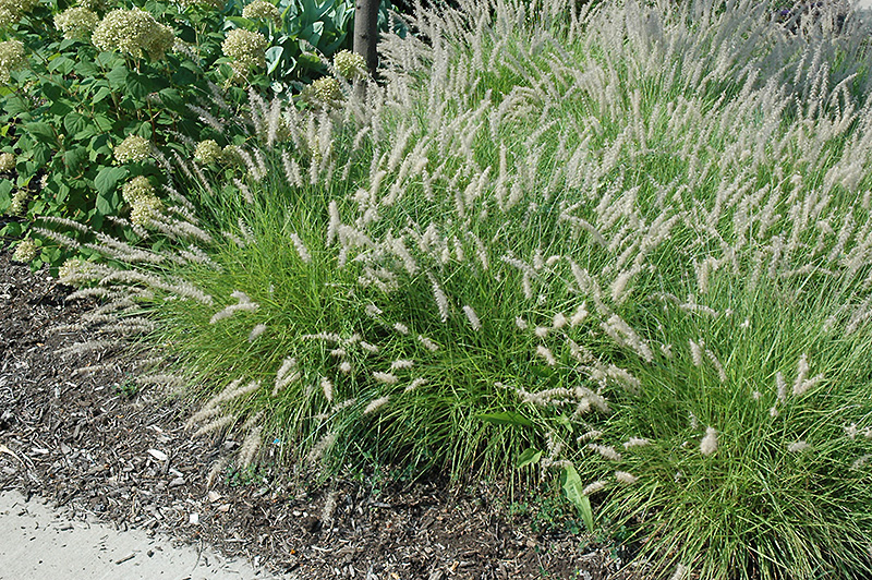 Oriental Fountain Grass (Pennisetum orientale) at Plants Unlimited