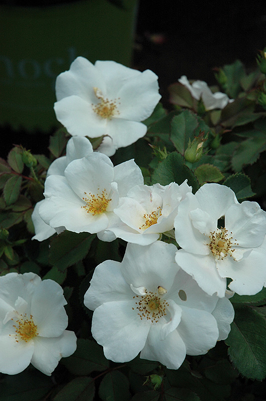 White Knock Out Rose (Rosa 'Radwhite') at Plants Unlimited