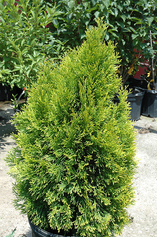 Highlights Arborvitae (Thuja occidentalis 'Janed Gold') at Plants Unlimited