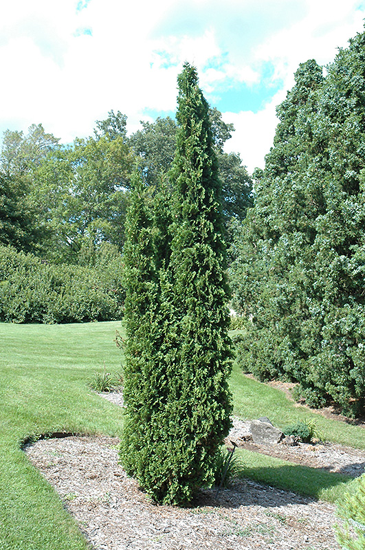 Degroot's Spire Arborvitae (Thuja occidentalis 'Degroot's Spire') at Plants Unlimited