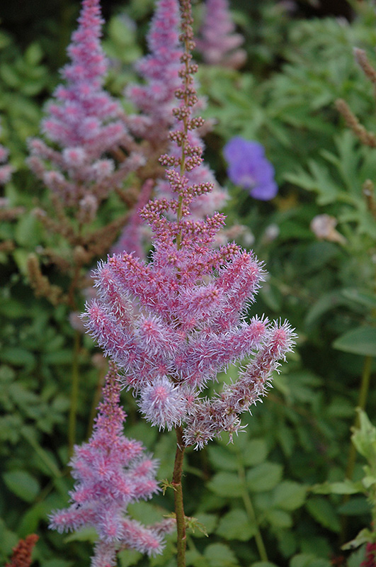 Purple Candles Astilbe (Astilbe chinensis 'Purple Candles') at Plants Unlimited