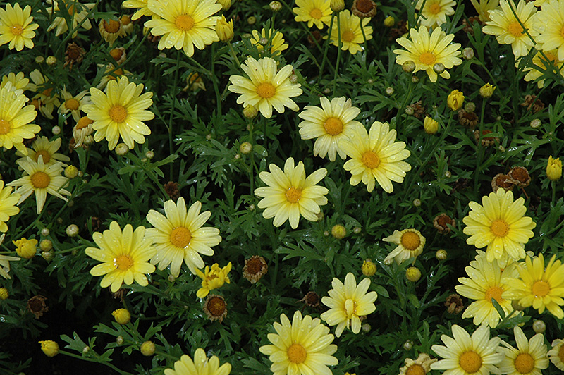 Butterfly Marguerite Daisy (Argyranthemum frutescens 'Butterfly') at Plants Unlimited