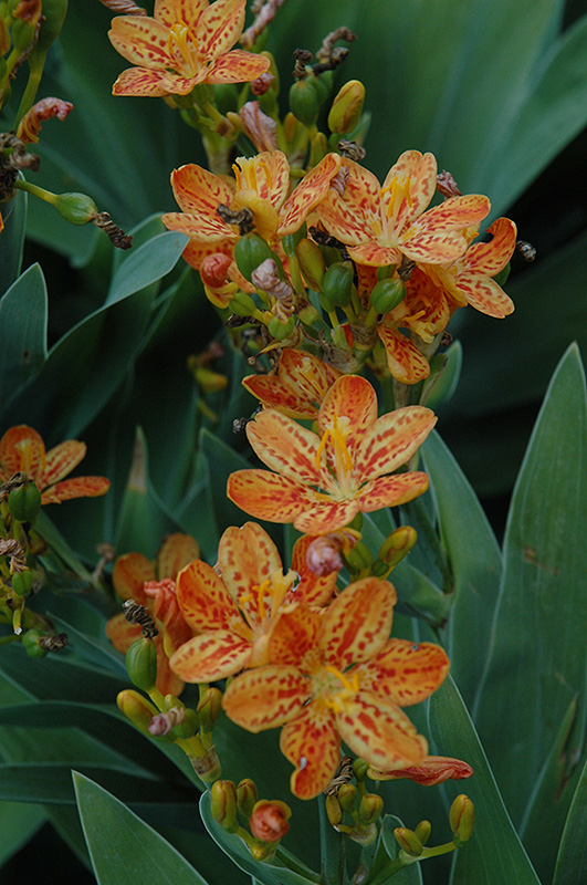 Freckle Face Blackberry Lily (Iris domestica 'Freckle Face') at Plants Unlimited