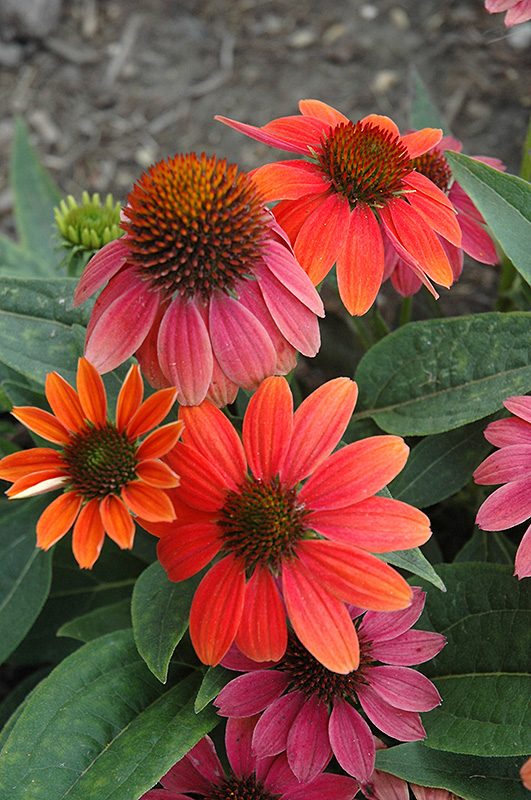 Sombrero Hot Coral Coneflower (Echinacea 'Balsomcor') at Plants Unlimited