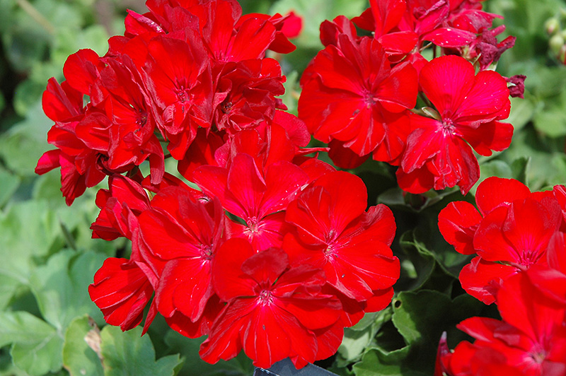 Boldly Dark Red Geranium (Pelargonium 'Boldly Dark Red') at Plants Unlimited