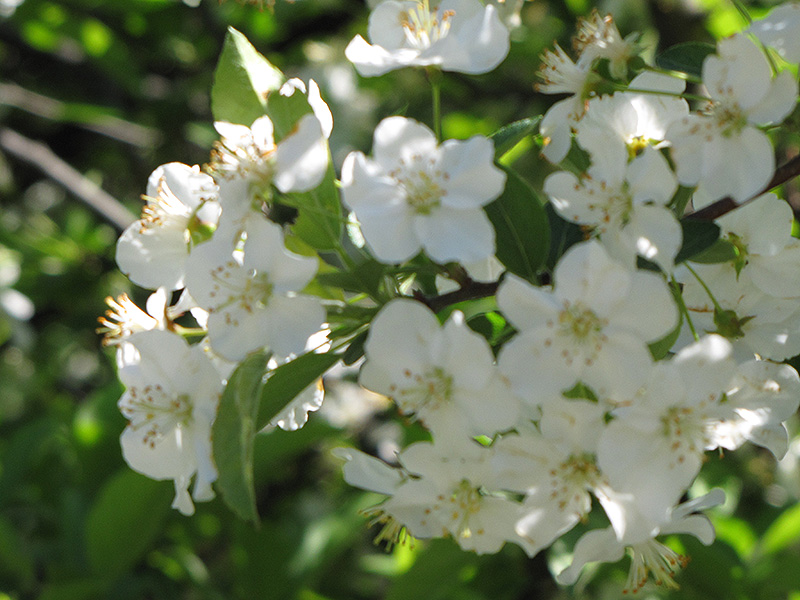 Sargent's Flowering Crab (Malus sargentii) at Plants Unlimited
