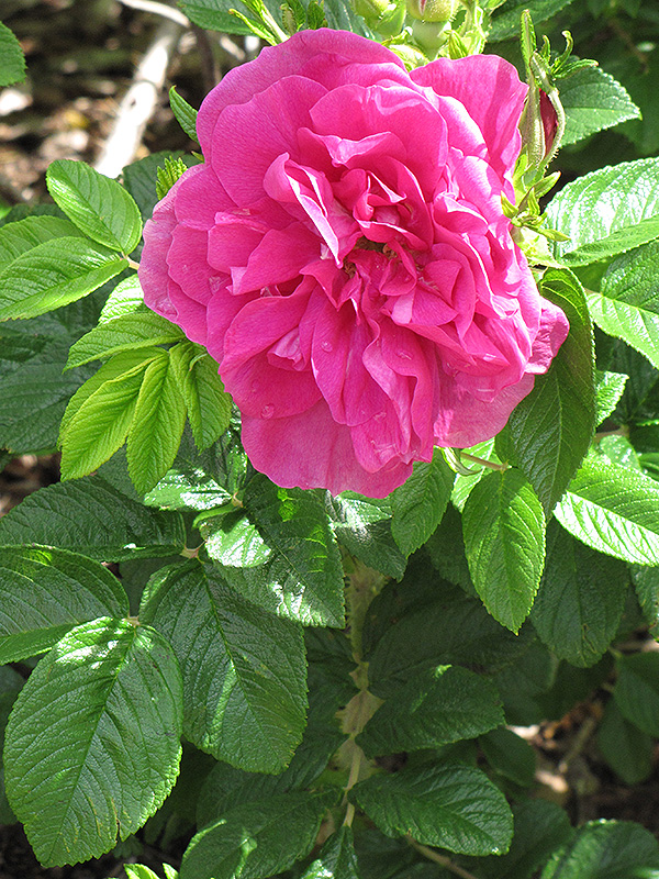 Hansa Rose (Rosa 'Hansa') at Plants Unlimited
