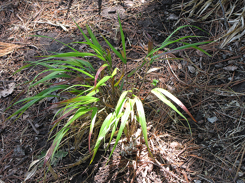 Red Wind Hakone Grass (Hakonechloa macra 'Beni-Kaze') at Plants Unlimited