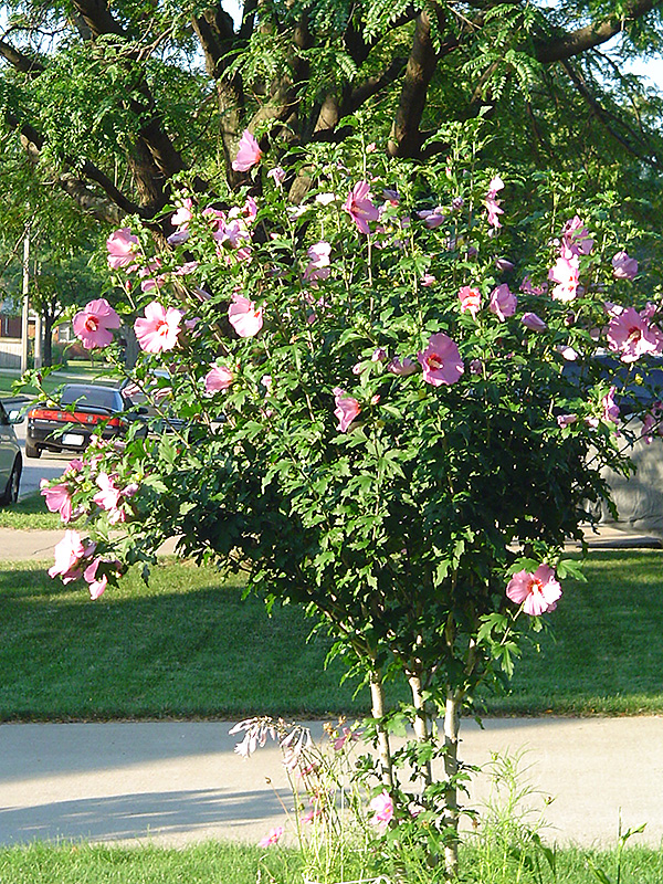 Aphrodite Rose of Sharon (Hibiscus syriacus 'Aphrodite') at Plants Unlimited
