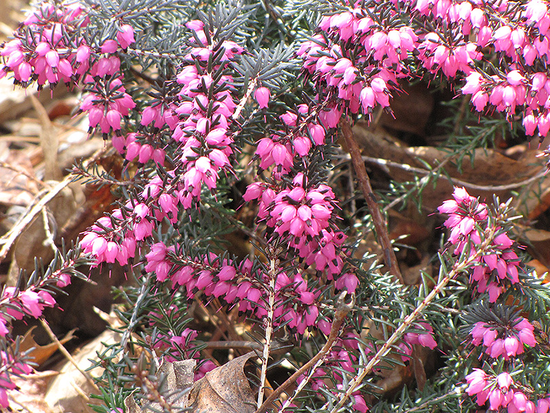 Spring Heath (Erica carnea) at Plants Unlimited