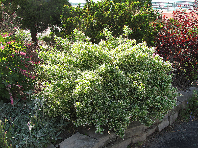 Emerald Gaiety Wintercreeper (Euonymus fortunei 'Emerald Gaiety') at Plants Unlimited