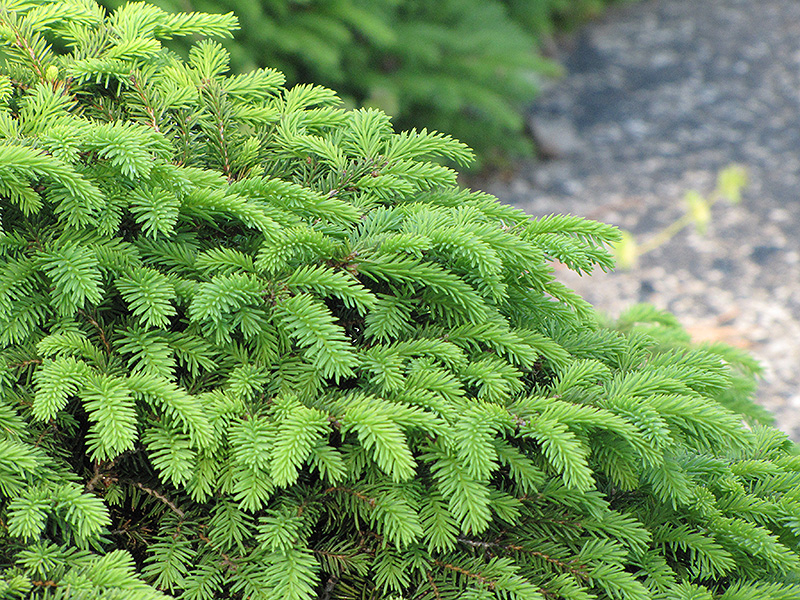 Birds Nest Spruce (Picea abies 'Nidiformis') at Plants Unlimited