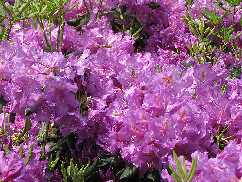 Lee's Dark Purple Rhododendron (Rhododendron catawbiense 'Lee's Dark Purple') at Plants Unlimited