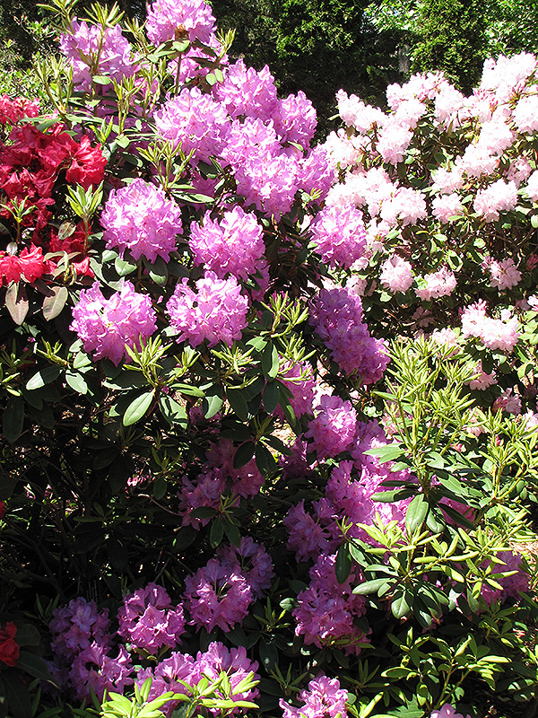 Boursault Rhododendron (Rhododendron catawbiense 'Boursault') at Plants Unlimited