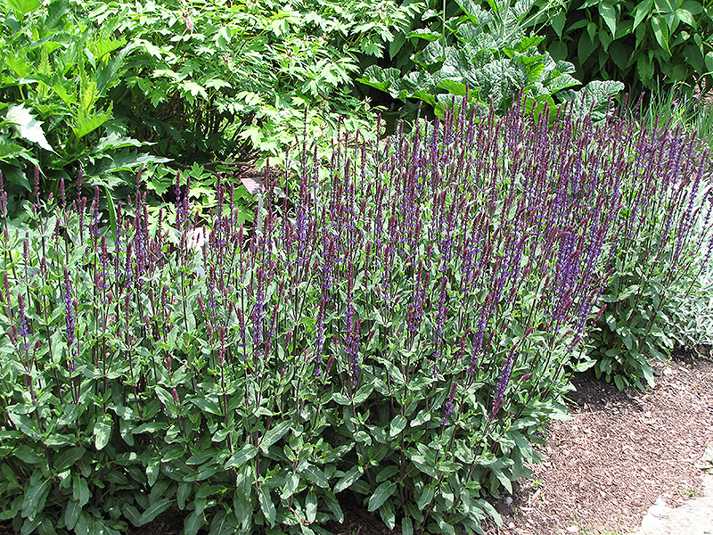 Caradonna Sage (Salvia x sylvestris 'Caradonna') at Plants Unlimited
