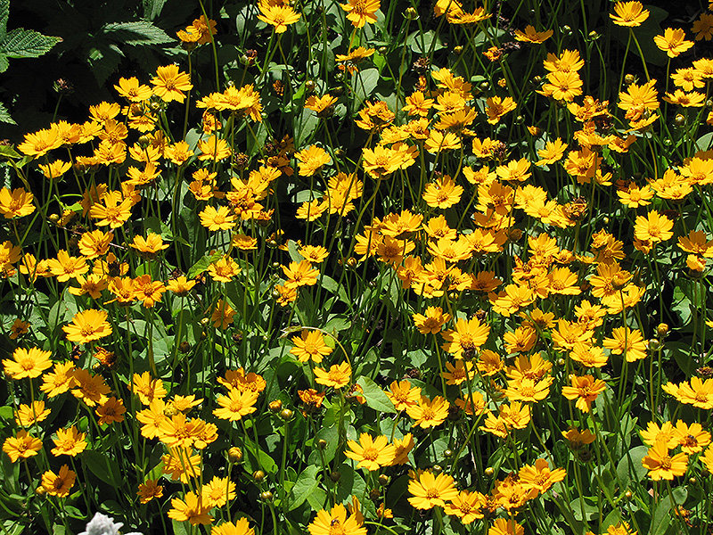 Dwarf Tickseed (Coreopsis auriculata 'Nana') at Plants Unlimited