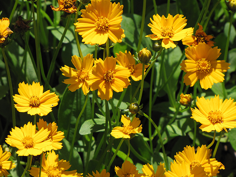 Dwarf Tickseed (Coreopsis auriculata 'Nana') at Plants Unlimited