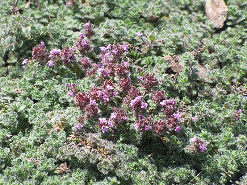 Wooly Thyme (Thymus pseudolanuginosis) at Plants Unlimited