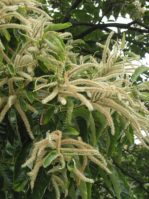 Chinese Chestnut (Castanea mollissima) at Plants Unlimited