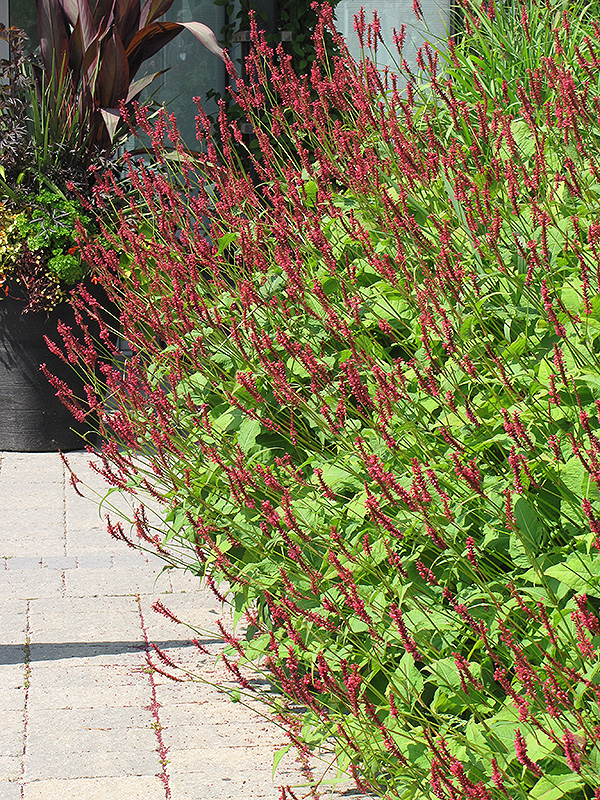 Fire Tail Fleeceflower (Persicaria amplexicaulis 'Fire Tail') at Plants Unlimited