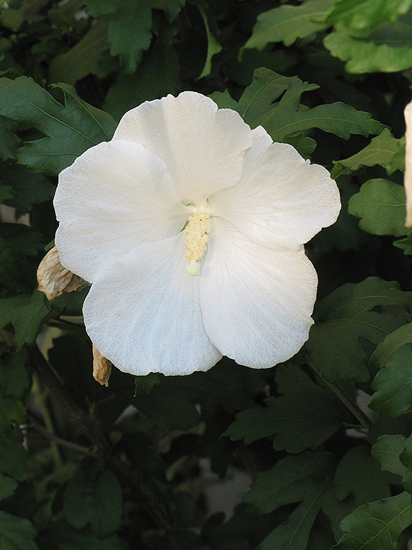 Diana Rose of Sharon (Hibiscus syriacus 'Diana') at Plants Unlimited