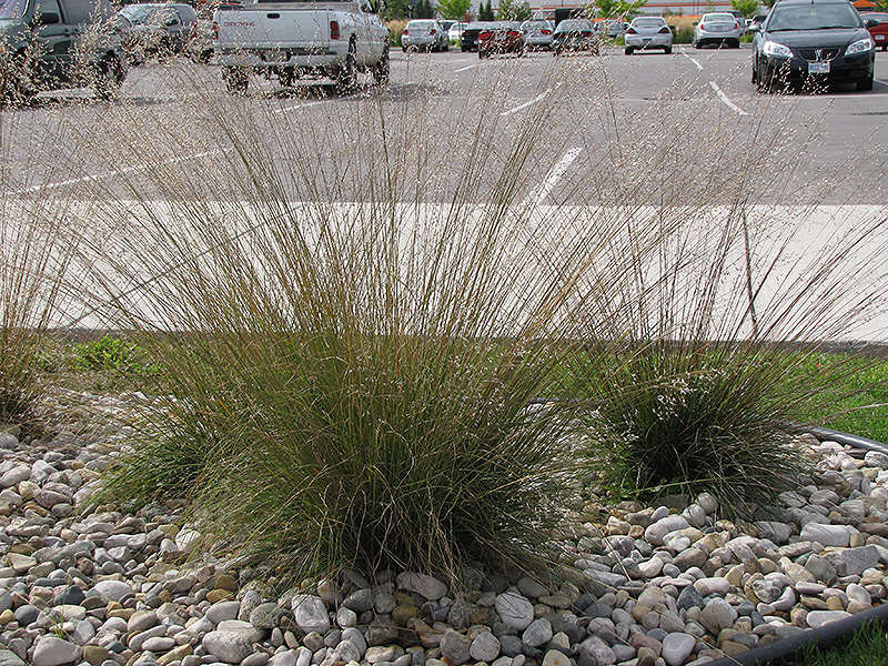 Prairie Dropseed (Sporobolus heterolepis) at Plants Unlimited