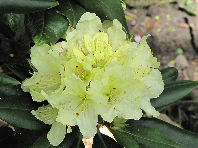 Capistrano Rhododendron (Rhododendron 'Capistrano') at Plants Unlimited