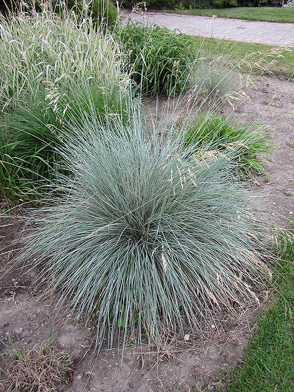 Blue Oat Grass (Helictotrichon sempervirens) at Plants Unlimited